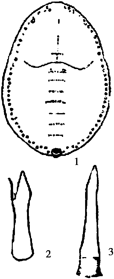 14.番櫻桃刺粉虱